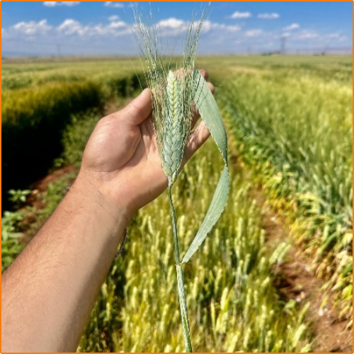 ZHOKK DURUM WHEAT SEED