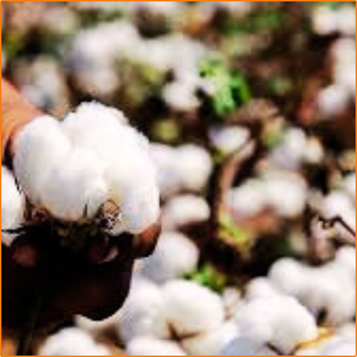 ZHOKK COTTON SEED - 2