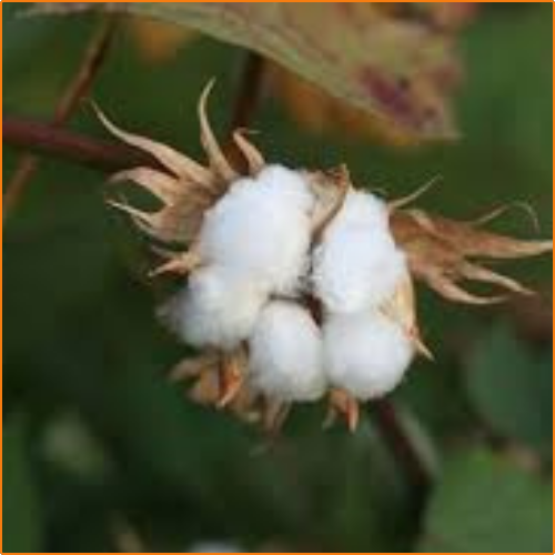 ZHOKK COTTON SEED - 3