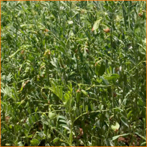 ZHOKK LENTIL SEED