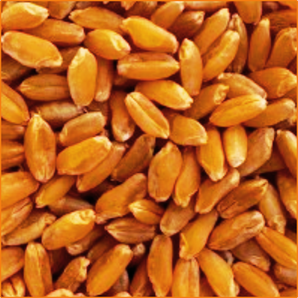 ZHOKK DURUM WHEAT SEED