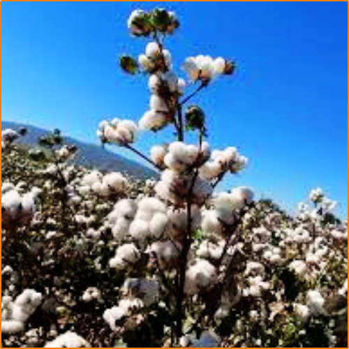 ZHOKK COTTON SEED - 2