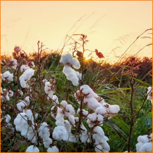 ZHOKK COTTON SEED - 3