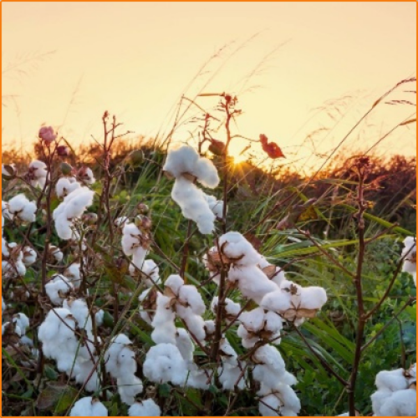 ZHOKK COTTON SEED - 3