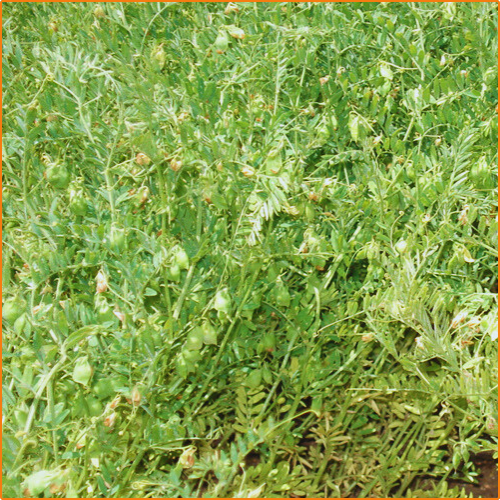 ZHOKK LENTIL SEED