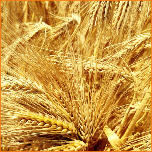 ZHOKK BARLEY SEEDS