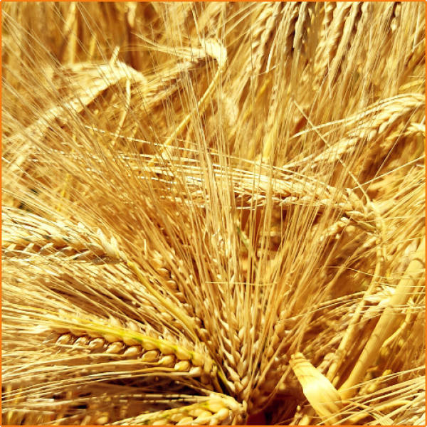 ZHOKK BARLEY SEEDS