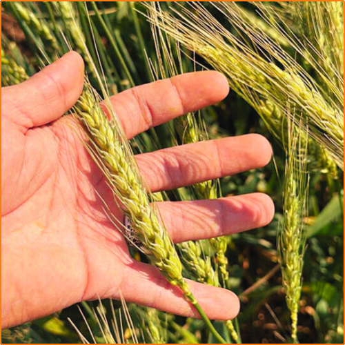 ZHOKK BREAD WHEAT SEED