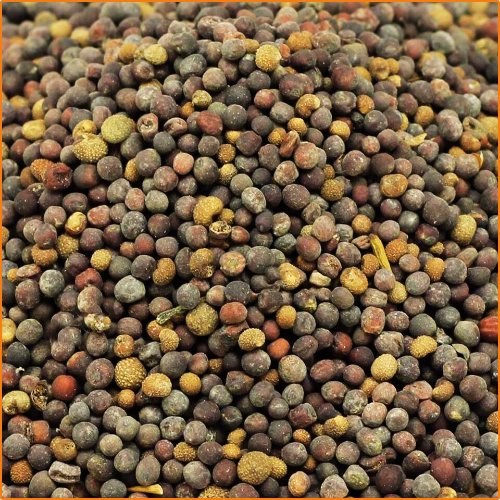 ZHOKK ORGANIC RAPESEED (CANOLA) SEEDS