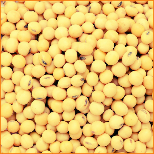 ZHOKK ORGANIC SOYBEAN SEEDS