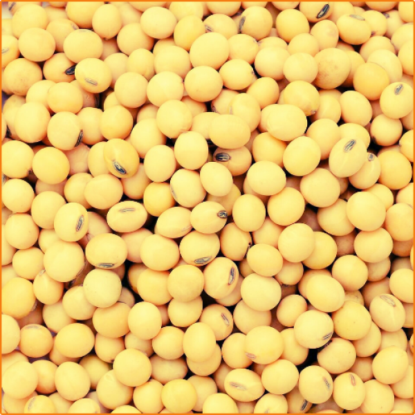 ZHOKK ORGANIC SOYBEAN SEEDS
