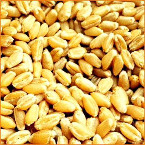 ZHOKK BREAD WHEAT SEED