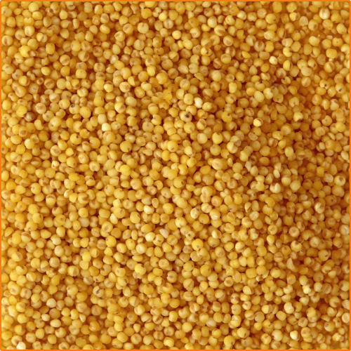 ZHOKK ORGANIC YELLOW MILLET SEEDS