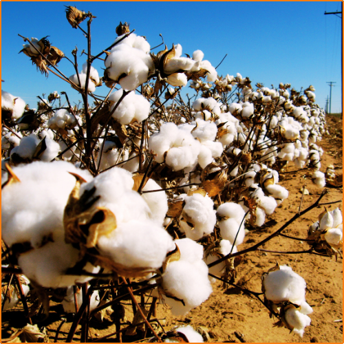 ZHOKK COTTON SEED - 1