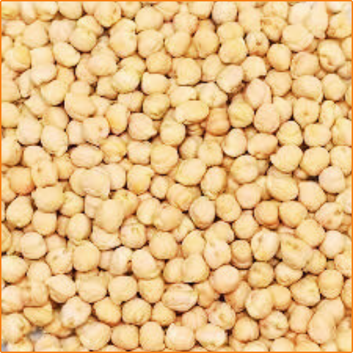 ZHOKK CHICKPEA SEED