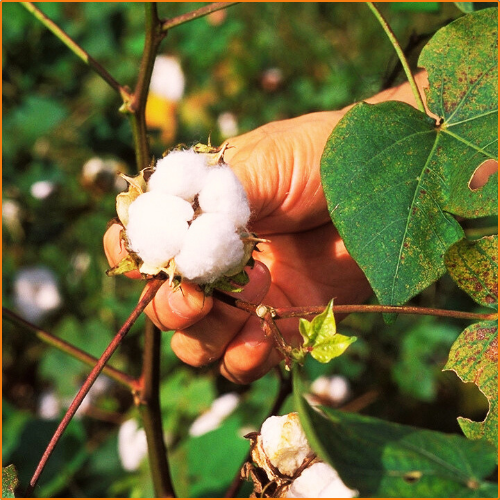 ZHOKK COTTON SEED - 1