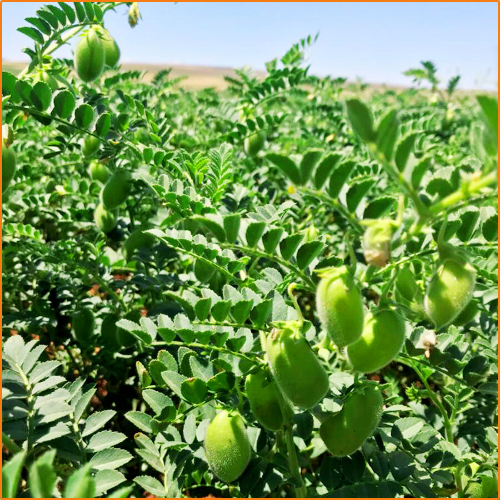 ZHOKK CHICKPEA SEED