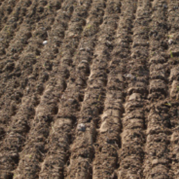 LAND ROLLERS ZHOKK, SERIES MATEO